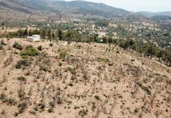 Muğla'da yanan alanlar küllerinden doğuyor