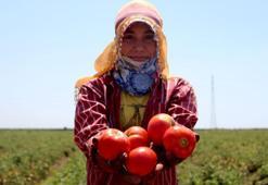 Adana’daki son mahsul domates, kilosu 3,5 liradan alıcı buldu
