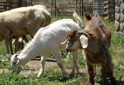 Manavgat yangınından kurtarılan gebe keçinin yavruları büyüdü