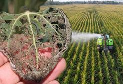 Ayçiçeğinden sonra mısır da 'çayır tırtılı' tehdidi altında