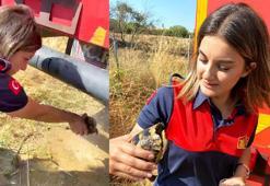 Alevlerin arasında kalan kaplumbağa, son anda kurtarıldı