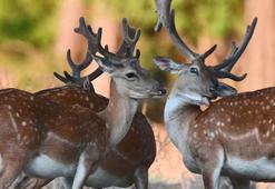 Alageyik sayısında rekor artış