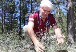 Dünya literatürüne soktuğu 'Tefenni moru' için 11 yıldır koruma bekliyor