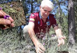 Dünya literatürüne soktuğu 'Tefenni moru' için 11 yıldır koruma bekliyor
