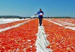 ABD ve Avrupa'nın kuru domatesi, Manisa'dan