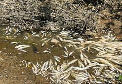 Bartın Irmağı'nda balık ölümlerine inceleme