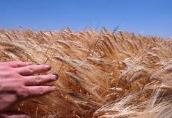 'Tahıl koridoru Türk çiftçisini olumsuz etkilemeyecek'