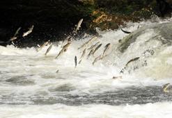 Dr. Öğretim Üyesi Akkuş: Van Gölü'ndeki balık stoku arttı