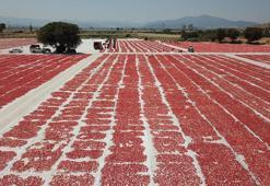 Torbalı'dan ABD ve Avrupa'ya kurutulmuş domates ihracatı