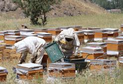 Arıcılar Birliği Başkanı Tandoğan: Van'da bal verimi yüzde 200 arttı