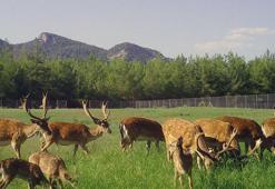 Nesli kritik tehlike altındaki alageyiklerden iyi haber; ilk kez 30 yavru