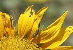 Edirne'de 100 bin dönüm ayçiçeği ekili alanda 'çayır tırtılı'na karşı mücadele tamamlandı