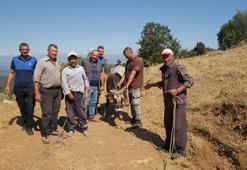 Kurban Bayramı'nda kaçan ve 25 gün sonra bulunan boğaya Ahbap Derneği talip oldu