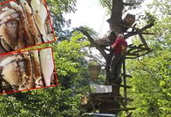 Dev ağaçlarda kara kovan bal mesaisi