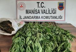 Ormanda 1 kilo 700 gram esrar ve 180 kök Hint keneviri ele geçirildi