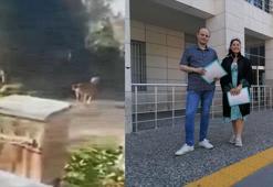 Silivri'de köpeğe çarpıp kaçan sürücüye 4 yıla kadar hapis istemi