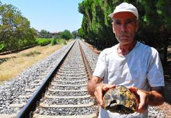 Kaplumbağa kurtarıcısı