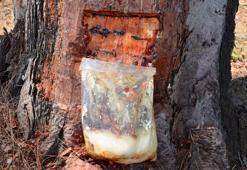 Reçineden ekonomiye yıllık 650 bin dolar katkı