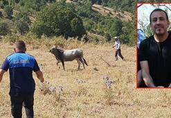 25 gün sonra bulunan boğası için Haluk Levent'ten 30 bin TL istedi