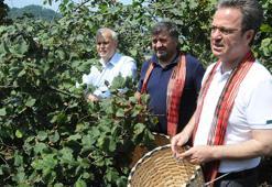 Hasat şenliğinde vali ve belediye başkanı, beline sepet bağlayıp fındık topladı