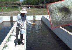 Erzincan'da üretilen alabalıklar, Karadeniz'de büyütülüp Avrupa ve Rusya'ya satılıyor