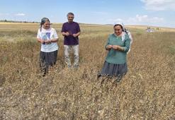Pelemir bitkisinden jet yakıtı elde edilecek