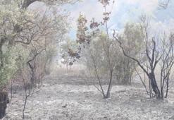 Bursa'da zeytinlik yangını