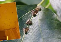 'Vampir Kelebek'ler İstanbul'da