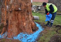 Bursa'da asırlık çınarlar 'Çınar Hekimleri'ne emanet
