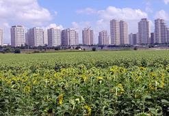İstanbul'un iki yüzü; bir yanda gökdelenler, bir yanda uçsuz bucaksız ayçiçeği tarlaları