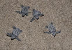 Patara Plajı'ndan 5 bininci yavru caretta caretta Akdeniz'e ulaştı