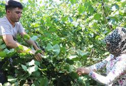 Ordu'da erken fındık hasadı