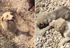 Toprak altında kalan köpek ve 5 yavrusu kurtarıldı
