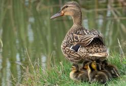 Riva'da göçmen kuşların konakladığı gölet kurudu
