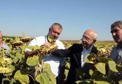 Kılıçdaroğlu: Ayçiçeği taban fiyatı ton başına 16 bin lira olmalı