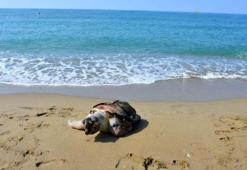 Antalya'da 2 ölü deniz kaplumbağası sahile vurdu