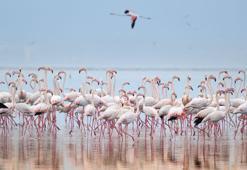 'Pembe Misafirler'e, Los Angeles'ta 'en iyi çevre filmi' ödülü