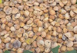 Sezonun ilk kuru inciri, kilosu 400 liradan alındı