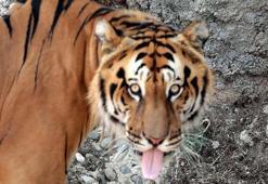 40 dereceyi aşan sıcaklarda hayvanlara buzlu kokteyl