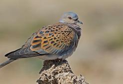 29 kuş türü ve 5 memeli, av listesinde