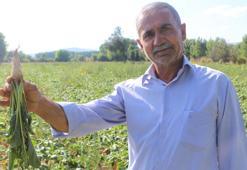 Tokat'ta, 40 bin dönüm ekili arazinin sulama sorunu