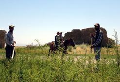 Van Gölü çekildi, tarım alanları gün yüzüne çıktı