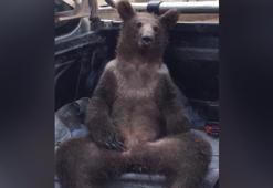 A bear in Duzce blacked out after eating too much honey