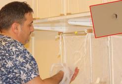 Yayılımı artan 'aedes', ölümcül kategoride hastalıkları bulaştırabiliyor