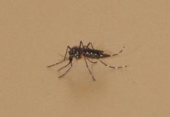 Yayılımı artan 'aedes', ölümcül kategoride hastalıkları bulaştırabiliyor