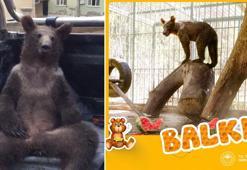 Acı bal yiyerek baygınlık geçiren ayının adı 'Balkız' oldu