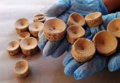 Patara'da 2 bin 600 yıllık köpek balığı ve vatoz kemikleri bulundu