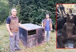 'Balkız' doğaya bırakıldı