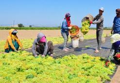 Manisalı üzüm üreticisinin gözü, Cumhurbaşkanı Erdoğan'ın açıklaması beklenen fiyatta