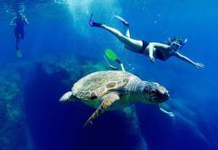 Caretta carettalara dokunmayın uyarısı